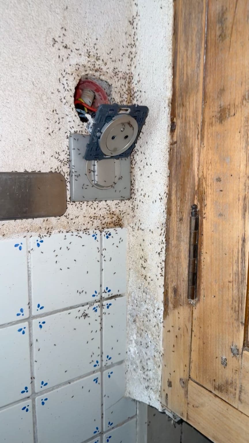Infestation découverte chez un client, avant traitement